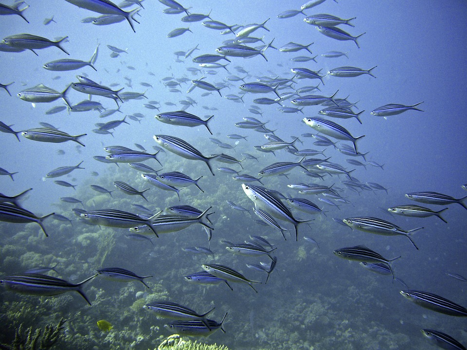 bluebells-hotel-loadon-sea-life-aquarium