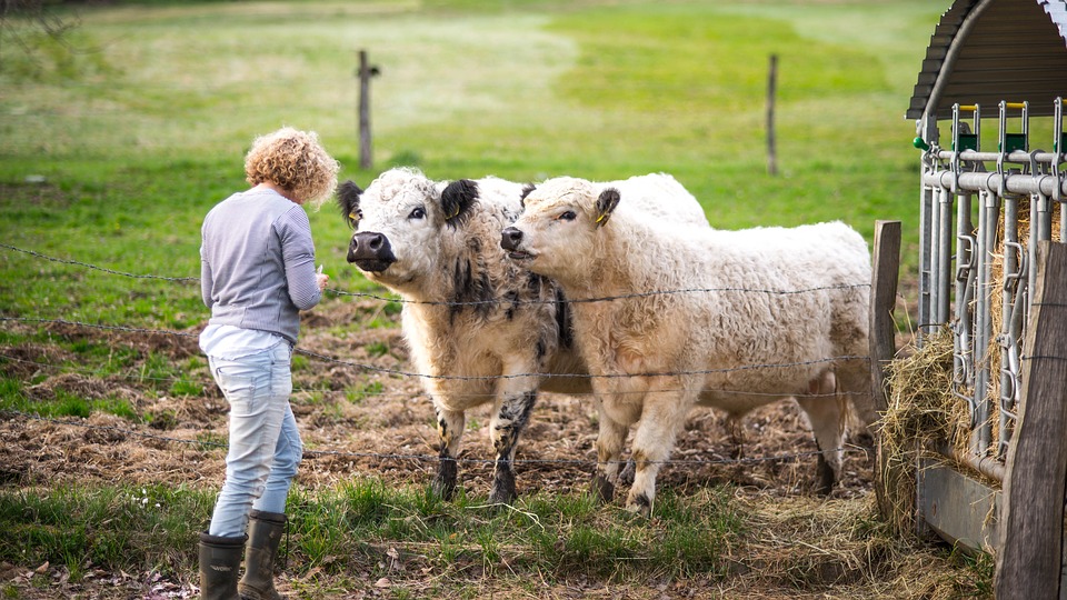  Visit a City Farm